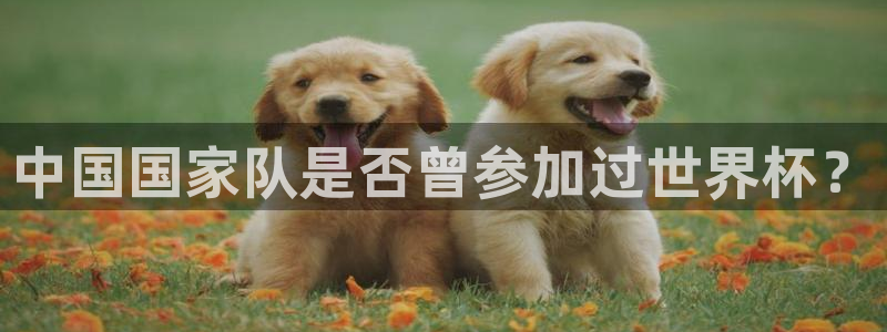 2026世界杯赛程:中国国家队是否曾参加过世界杯?